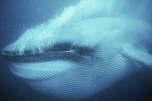 white and gray hump back whale, animals, whale, sea, underwater