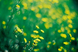 yellow flowers, nature, flowers, macro