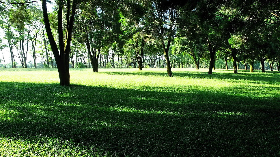 green leaf trees HD wallpaper