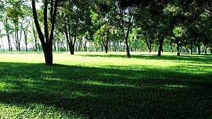 green leaf trees HD wallpaper