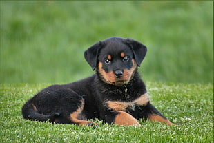 black and tan Rottweiler puppy on grass field at day time
