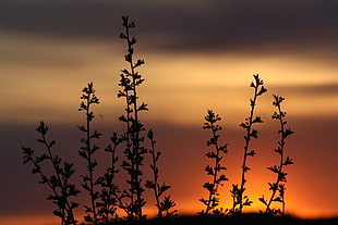 silhouette of plant during sunset HD wallpaper