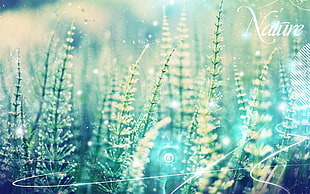 macro photography of plants HD wallpaper
