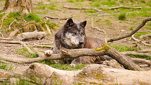 black and tan Tamaskan dog lying near the tree