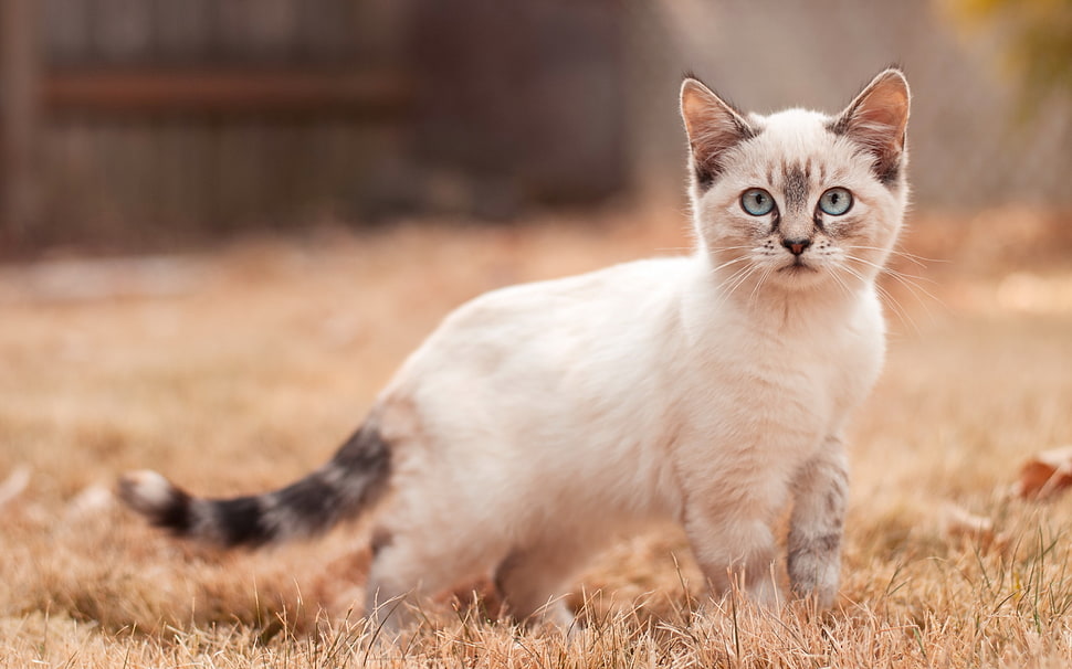 selective focus photography of white kitten HD wallpaper
