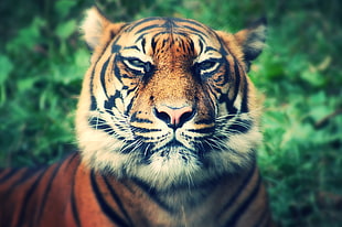 close up photo of Tiger