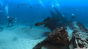 school of gray fish, underwater, shipwreck, fish, divers HD wallpaper