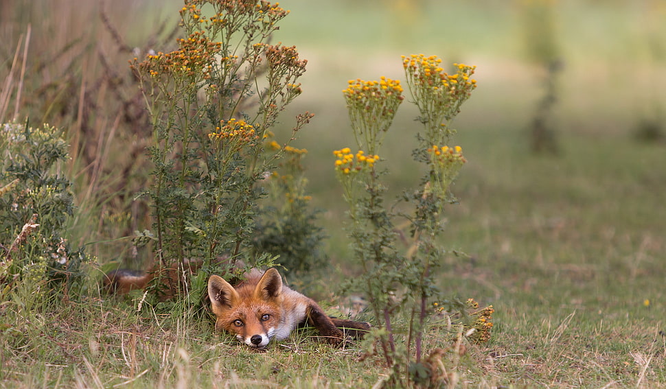 brown fox lying on ground beside yellow flower HD wallpaper