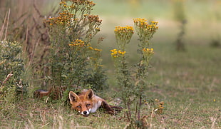 brown fox lying on ground beside yellow flower