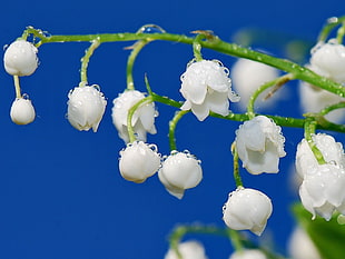 Lily of the Valley flowers HD wallpaper