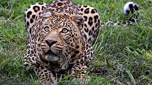 close up photograph of leopard