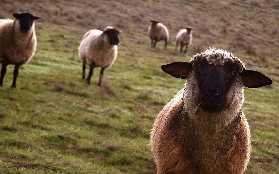 white and black sheep, sheep HD wallpaper