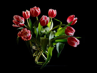 bouquet of red tulips HD wallpaper