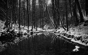 grayscale photo of water near leafless trees