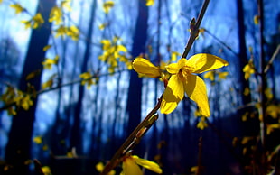 close up photography of yellow petaled flower at daytime, flowers, nature, depth of field, twigs