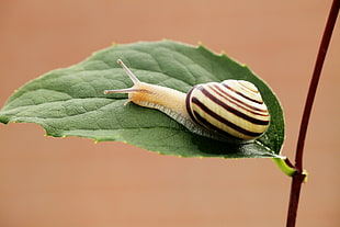 black and yellow stripped shell snail on green leaf