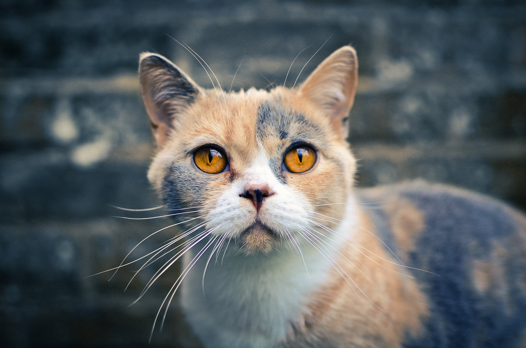 brown and black short coated cat