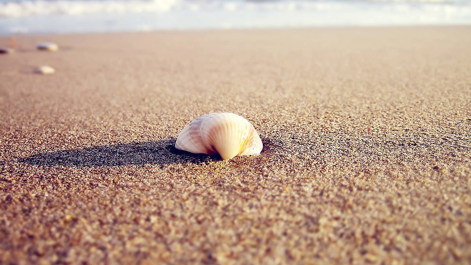 white and black fish with fish, coast, seashell, beach HD wallpaper