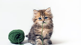 short-fur brown and black kitten bites ball of yarn