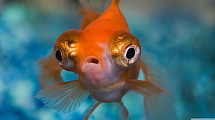 selective focus photography of orange bubble eye fish HD wallpaper