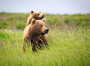 two brown polar bears photo during daytime