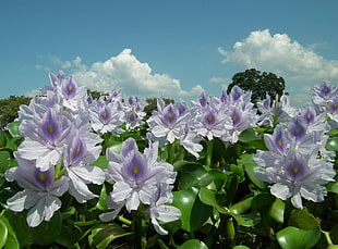 white Water Tulip flower field
