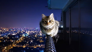 brown tabby cat on railings HD wallpaper