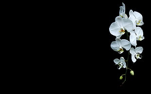 white flowers, black background, orchids, white flowers, flowers