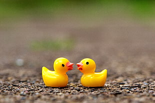 two yellow rubber ducks in closeup photography