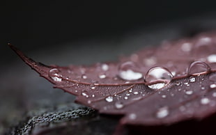 close up picture of water drops on green leaf