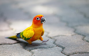 red, yellow, and green bird