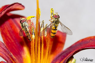 bees on orange petaled flower