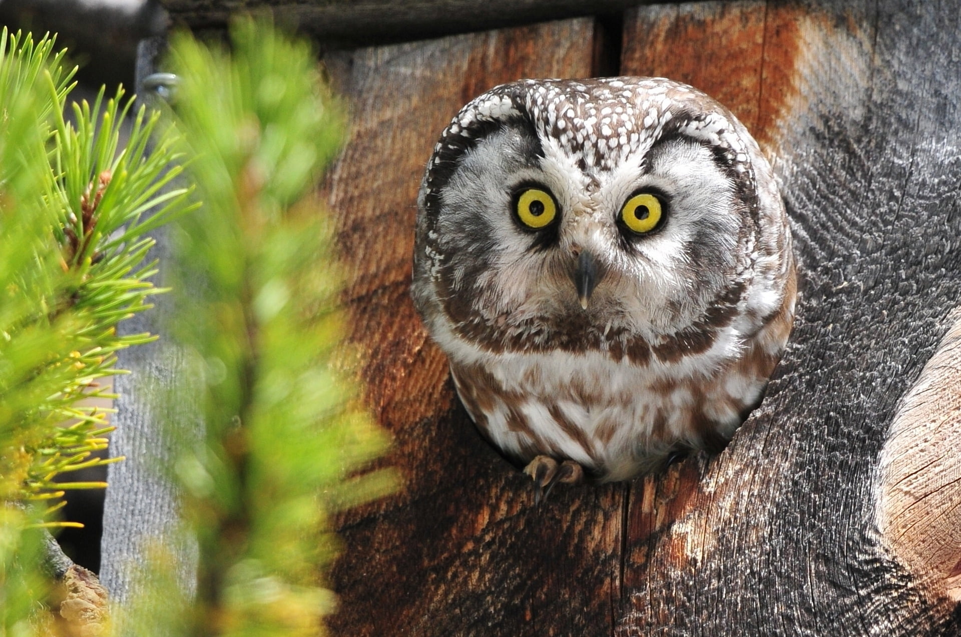 brown and white owl, owl, animals, birds