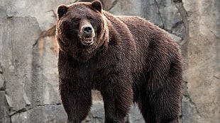 bear, animals, bears HD wallpaper