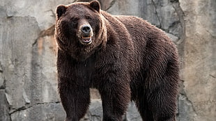 bear, animals, bears