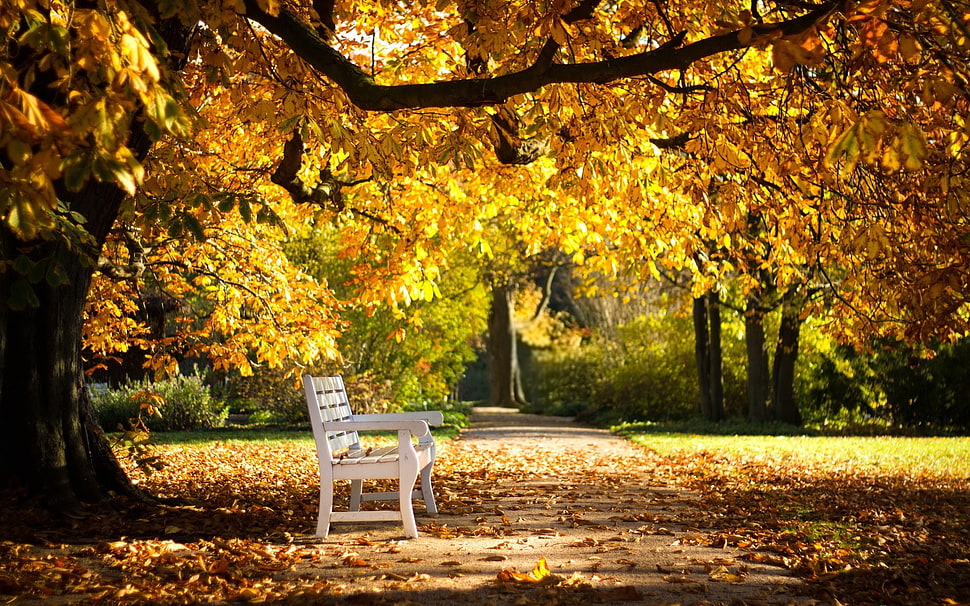 wooden bench under tree leaves and branches painting HD wallpaper
