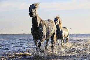 2 brown horse running on body of water