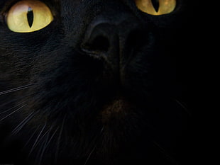 black cat face HD wallpaper