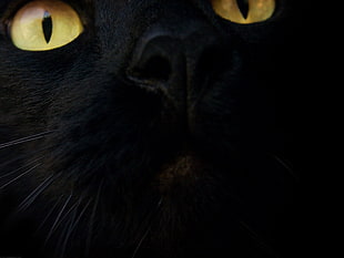 black cat face