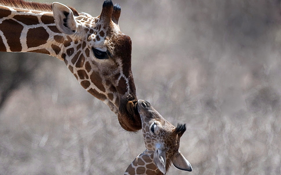 giraffe with baby selective focus photography HD wallpaper