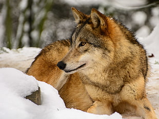 brown wolf lying on snow HD wallpaper