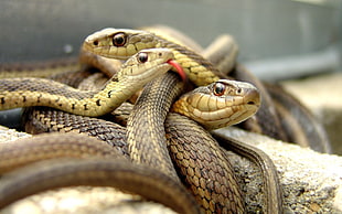 selective focus photography of three brown snakes