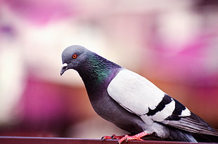 white and gray pigeon