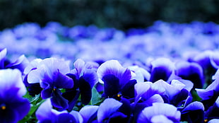blue-and-white flower fields HD wallpaper