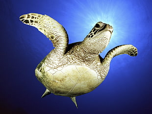 turtle digital wallpaper