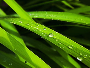macro photo of water dew on green linear leaves HD wallpaper