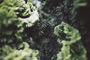 Bush,  Pine needles,  Branches,  Close-up HD wallpaper