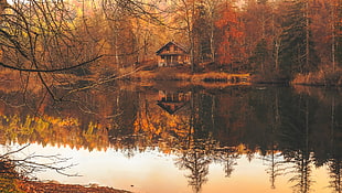 brown wooden cabin in the woods in front of water