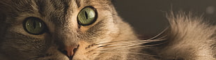 shallow focus photography of cat HD wallpaper