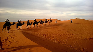 camel on brown desert during daytime